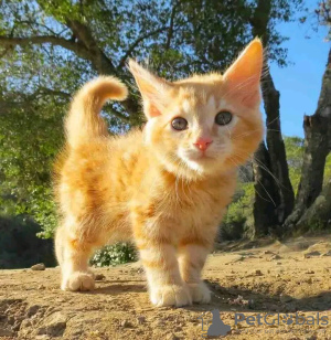 Foto №3. Gesunde, süße, entzückende Maine-Coon-Kätzchen sind jetzt zum Verkauf verfügbar. Schweiz