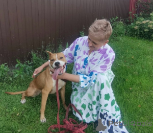 Foto №1. mischlingshund - zum Verkauf in der Stadt Moskwa | Frei | Ankündigung № 147683