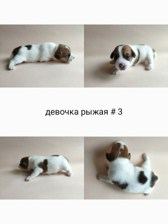 Foto №3. Jack Russell Terrier Welpen (Mädchen). Russische Föderation