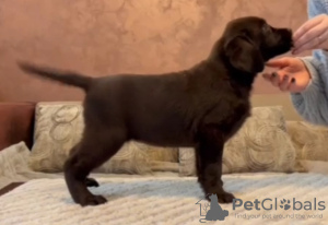 Foto №3. Chocolate and black Labrador Retriever puppies. Serbien