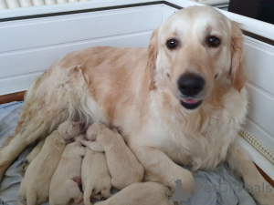 Zusätzliche Fotos: Geimpfte Golden Retriever-Welpen stehen jetzt zum Verkauf an liebevolle Familien