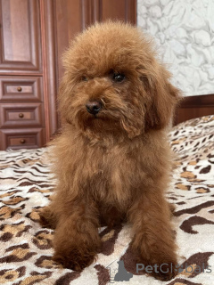 Foto №3. Zwergpudel-Teenager. Ukraine