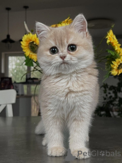 Foto №1. chinchilla-katze - zum Verkauf in der Stadt Bremen | verhandelt | Ankündigung № 159475