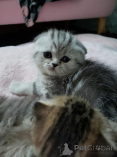 Foto №1.  - zum Verkauf in der Stadt Brasschaat | verhandelt | Ankündigung № 161688