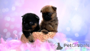 Foto №3. Mini-Mädchen Petit Brabançons. Russische Föderation