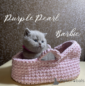 Foto №1.  - zum Verkauf in der Stadt Nowosibirsk | 539€ | Ankündigung № 150242