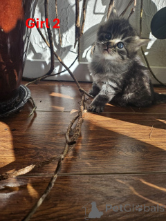 Foto №3. Wunderschöne Maine Coon X Kätzchen. Österreich