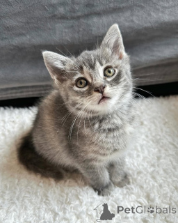 Foto №2 zu Ankündigung № 150625 zu verkaufen hauskatze - einkaufen Deutschland aus dem tierheim, züchter