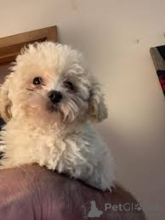 Foto №3. Cuccioli di Barboncino im Verkauf. Italien