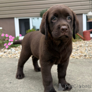 Foto №1. labrador retriever - zum Verkauf in der Stadt Berlin | 600€ | Ankündigung № 173208