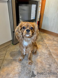 Foto №1. cavalier king charles spaniel - zum Verkauf in der Stadt Varna | 400€ | Ankündigung № 114313