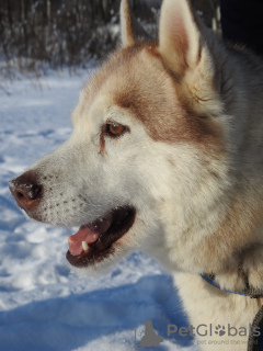 Zusätzliche Fotos: Husky Dymka sucht eine liebevolle Familie mit einem männlichen Anführer!