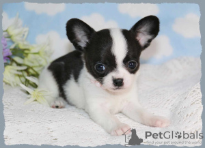 Foto №3. Chihuahua-Welpen zur Adoption. USA