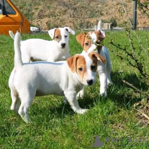 Foto №1. jack russell terrier - zum Verkauf in der Stadt Helsinki | 450€ | Ankündigung № 120151