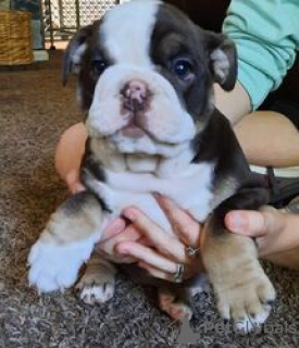 Foto №2 zu Ankündigung № 124073 zu verkaufen englische bulldogge - einkaufen Finnland quotient 	ankündigung