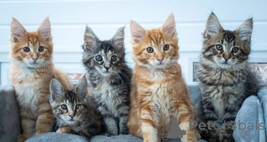 Foto №1. maine-coon-katze - zum Verkauf in der Stadt Warschau | 250€ | Ankündigung № 155928