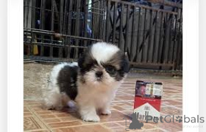 Foto №3. Teetasse Shih Tzu Welpen. Deutschland