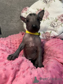 Zusätzliche Fotos: Xoloitzcuintle (Mexikanischer Nackthund) Welpen