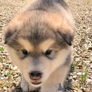 Foto №3. Wunderschöne Alaskan Malamute-Welpen. Deutschland