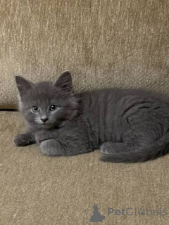 Foto №2 zu Ankündigung № 171179 zu verkaufen nebelung - einkaufen Deutschland quotient 	ankündigung, vom kindergarten, aus dem tierheim, züchter