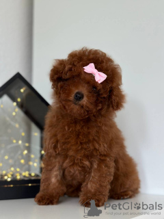 Foto №3. Toy Poodle Red Brown TEECUP. Tschechische Republik