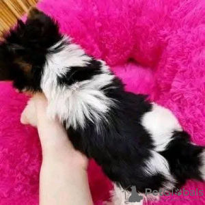 Foto №2 zu Ankündigung № 131364 zu verkaufen yorkshire terrier - einkaufen Großbritannien quotient 	ankündigung