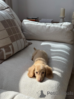 Foto №4. Ich werde verkaufen dackel in der Stadt München. quotient 	ankündigung, züchter - preis - verhandelt