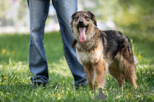 Foto №4. Ich werde verkaufen mischlingshund in der Stadt Москва. quotient 	ankündigung - preis - Frei