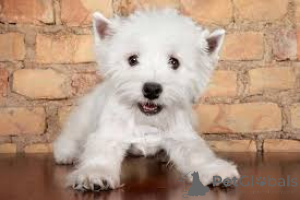 Foto №2 zu Ankündigung № 135895 zu verkaufen west highland white terrier - einkaufen Deutschland 