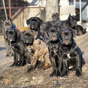 Foto №1. cane corso italiano - zum Verkauf in der Stadt Berlin | verhandelt | Ankündigung № 171214