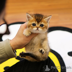 Foto №2 zu Ankündigung № 153757 zu verkaufen munchkin - einkaufen Belgien züchter