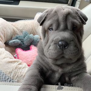 Foto №2 zu Ankündigung № 149682 zu verkaufen shar-pei - einkaufen Deutschland quotient 	ankündigung