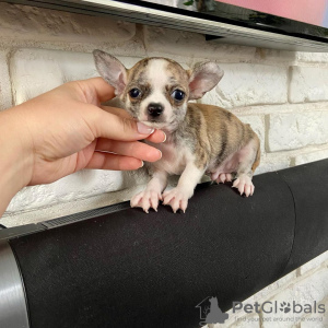 Foto №3. Kauniita Chihuahuan Pentuja. Finnland