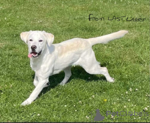 Zusätzliche Fotos: Atemberaubende weiße Labrador-Welpen