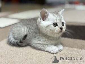 Foto №3. Verkaufe schottisches Kätzchen. Weißrussland