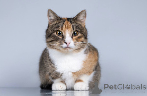 Foto №3. Junge Katze Trixie sucht ein Zuhause.. Russische Föderation