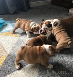 Foto №1. englische bulldogge - zum Verkauf in der Stadt Alicante | verhandelt | Ankündigung № 176533