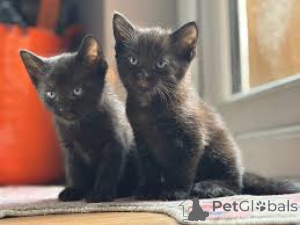 Foto №1. bombay-katze - zum Verkauf in der Stadt Espoo | 388€ | Ankündigung № 171570