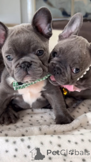 Foto №1. französische bulldogge - zum Verkauf in der Stadt Tübingen | 450€ | Ankündigung № 142821