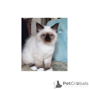 Foto №1. birma-katze - zum Verkauf in der Stadt Aylesbury | 350€ | Ankündigung № 174381