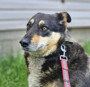 Foto №3. Hund in guten Händen. Russische Föderation