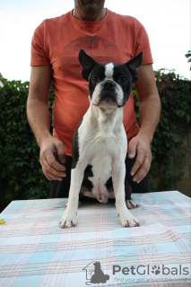 Foto №4. Ich werde verkaufen boston terrier in der Stadt Belgrad. züchter - preis - verhandelt