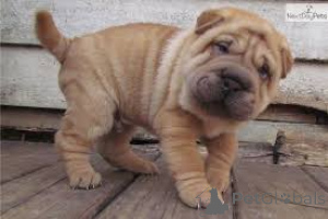 Foto №2 zu Ankündigung № 135916 zu verkaufen shar-pei - einkaufen Deutschland 
