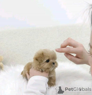 Foto №2 zu Ankündigung № 161015 zu verkaufen maltipu - einkaufen Finnland vom kindergarten, züchter