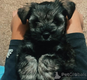 Foto №2 zu Ankündigung № 127565 zu verkaufen yorkshire terrier - einkaufen USA 