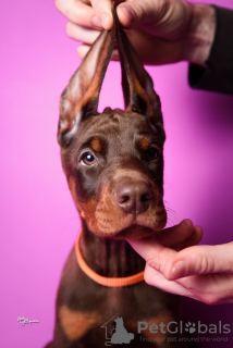 Zusätzliche Fotos: Dobermann-Welpen zu verkaufen