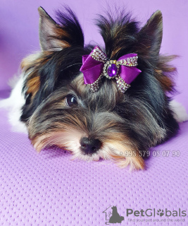 Foto №3. Biewer Terrier Welpe zu verkaufen, Mädchen, kleine Prinzessin. FCI-Stammbaum.. Georgien