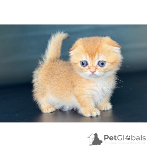 Foto №1. munchkin - zum Verkauf in der Stadt Greenock | 350€ | Ankündigung № 174387
