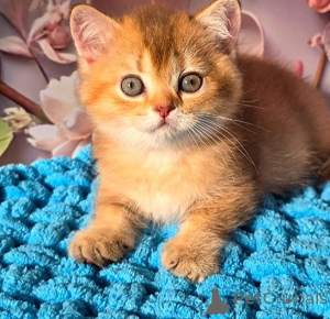 Foto №1. schottische faltohrkatze - zum Verkauf in der Stadt Braunau Am Inn | 350€ | Ankündigung № 171170