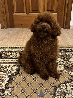 Foto №1. pudel (toy) - zum Verkauf in der Stadt Kiew | 1000€ | Ankündigung № 159673